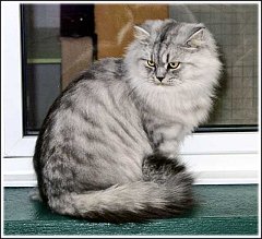 Gatti (82)